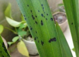 兰花叶片病斑烦恼？试试这混合喷洒法！