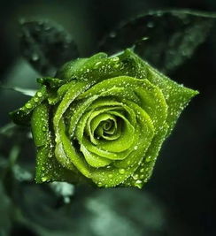 石头花还是玫瑰花？价格战一触即发