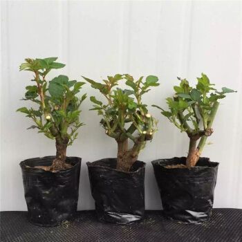 玫瑰老桩种植入门篇