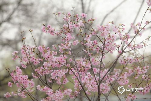 春花绽放，为何夏日绽放之谜
