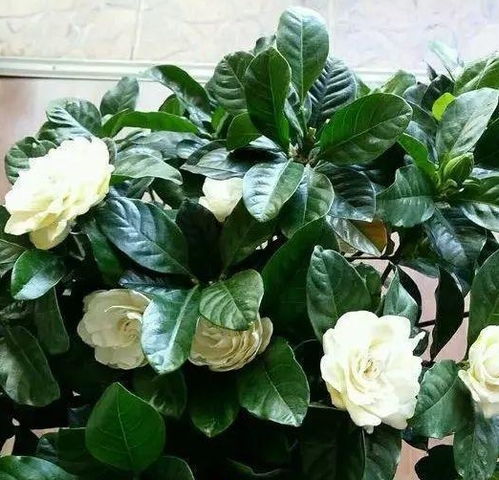 养花心得：选择花卉的规律