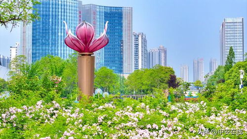 美丽花朵的探寻之旅