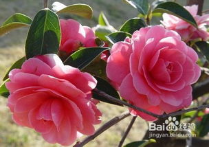 百度贴吧， 信息多多的地方