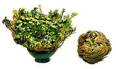 英国切尔西花展的雪片莲，复活百合的神奇力量