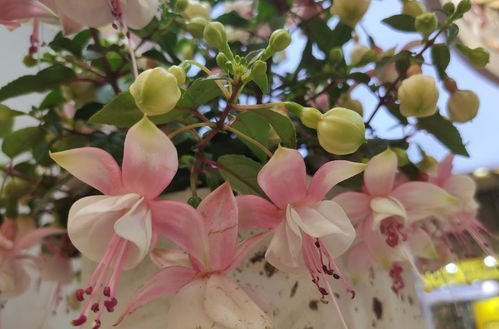 “苹果花养殖攻略：关键技巧与养护要点”