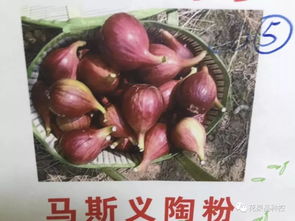 无花果四季绽放
