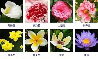 “揭秘长生果花图鉴，爆款花卉收藏必备”