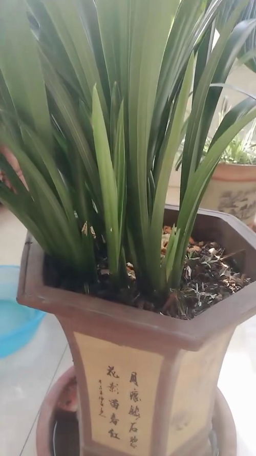 兰花头刚修剪，怎么才能快速发新芽呢
