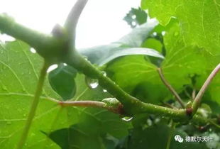 葡萄管理小技巧