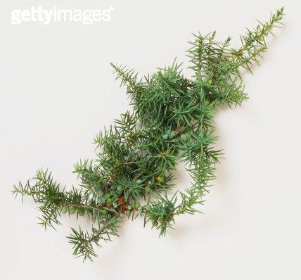 地柏与刺柏的区别大揭秘