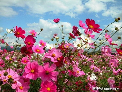 白色波斯菊的花语和寓意究竟是什么