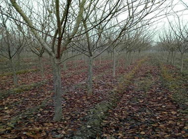谷雨栽苗为何不烂根？揭秘皂角种植三大时辰玄机