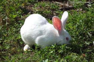 獭兔衣服一般多少钱，獭兔幼崽多少钱一只，这样的价格合理吗？