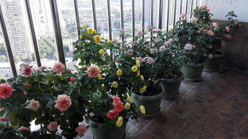 光照过强， 月季花会中暑