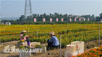 农民增收致富的新手段
