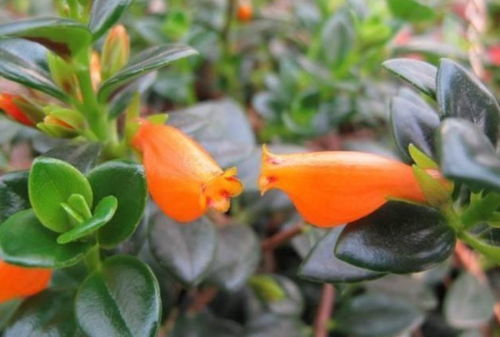 吊兰垂挂，绿意盎然