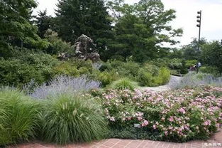 重庆地区常见园林绿化植物品种