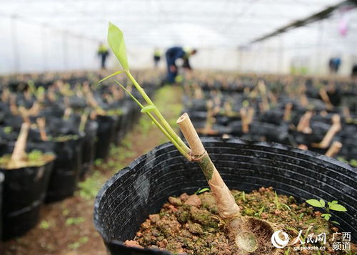 水分多了竹子苗会怎么样呢？