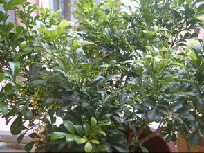 米兰花为何一触即落叶，是品种特性还是养护不当导致的
