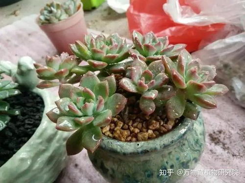 多肉植物烂根后如何正确处理才能避免
腐烂