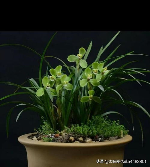 兰花盆的多样用途