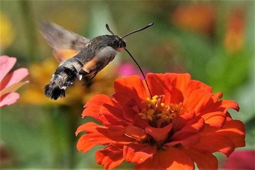 花朵如何自然繁殖？是借助风、昆虫还是水