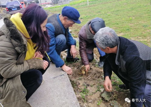 云南省耿马县亚麻种植技术指导员深入田间