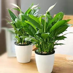 盆栽一帆风顺，如何让叶子绿油油