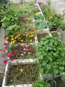 阳台养花乐趣多， 但小飞虫让人头疼