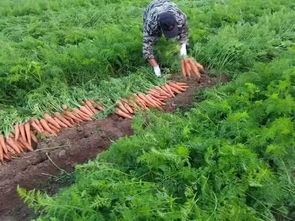 胡萝卜种植时间与方法？如何简单几步种出高产胡萝卜