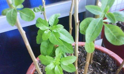 芍药根插的绝活