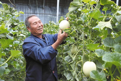 2024年10月9日，北京甜瓜市场价涨势喜人