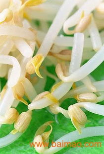豆芽菜种植技术：描述豆芽菜生长过程