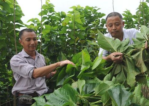 榕树适宜生长的温度是多少度？这个温度范围对榕树生长有何影响