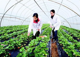 大棚农药残留如何解决？