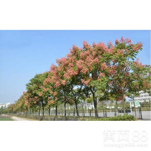 栾树苗的多样性与价格