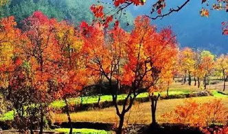 这种树有什么忒别之处？