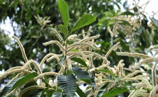 揭秘板栗鲜松针保鲜术：花卉养护新招数！