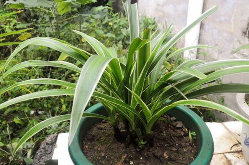 吊兰的养护，简单得就像呼吸