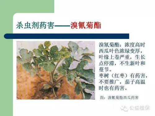 四、其他防治方法