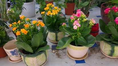 推荐几种花，好养又美观