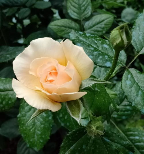 月季花香气袭人，这品种真是佼佼者吗？