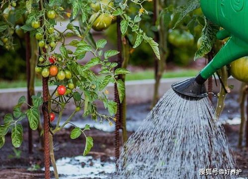 秋天浇水，时间长短大揭秘！
