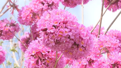 紫花梅绽放如梦幻，冬日室外亦娇艳