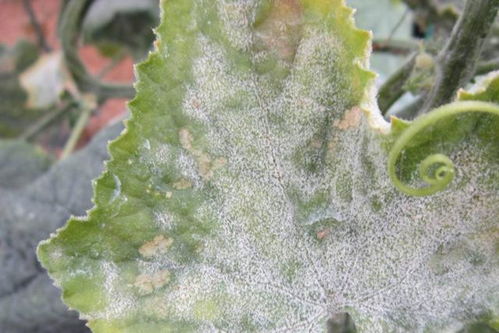 百菌清怎么用？