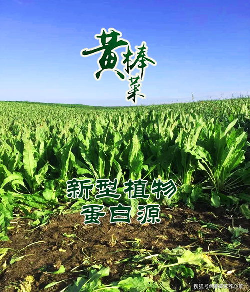 植物蛋白饲料项目中的蛋白虫养殖项目，真的只是骗局吗？