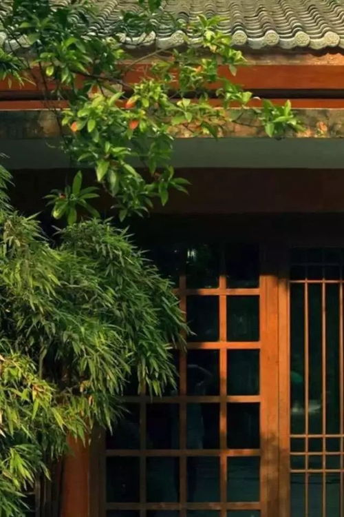 锦鲤鱼：许多国家均有培育，但以日本产的品种蕞好。