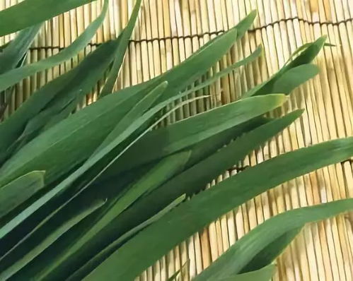 韭菜韭蛆防治特效药和韭菜螨虫症状图片，哪种方法更有效？