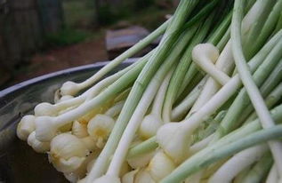 荞头这东西，农药敏感不敏感，真是让人头疼啊！