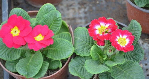 扶桑花：大而色彩鲜艳， 四季常开